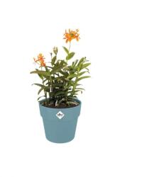 elho b. for original round 16 cm dove blue műanyag növénytartó