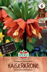 Sperli Kaiserkrone Rubra császárkorona virághagyma