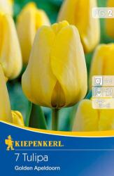 kiepenkerl Tulipa Golden Apeldoorn Darwin-hibrid tulipán virághagymák