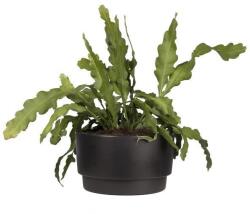 elho Pure Grade Bowl 47 Black