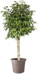 elho Algarve Cilindro 30 Taupe