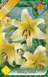  Lilium OT hybrid - "Treelily" Honey Moon liliomfa virághagyma 2