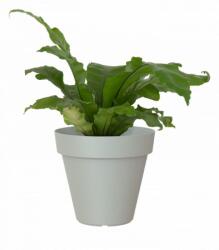 Artevasi Capri 80 cm műanyag növénytartó Light Grey