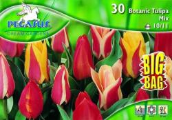 Pegasus Tulipa Botanic Mix vegyes botanikai tulipán virághagymák BIG BAG