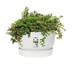 elho Greenville Bowl 33 White