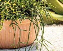 Deroma Ciotola Atlas set of 3 agyag növénytartó szett