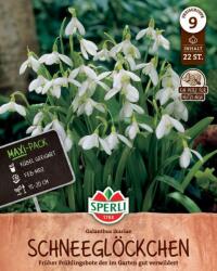 Sperli Maxi Ikaria-Schneeglöckchen hóvirág virághagyma
