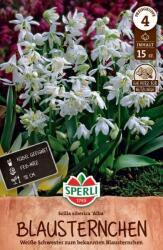Sperli Sibirischer Blaustern Alba csillagvirág virághagyma