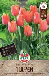Sperli Triumph-Tulpe Jimmy tulipán virághagyma