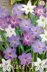 Ipheon Mixed vegyes csillaghagyma virághagymák 0