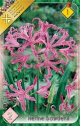 Nerine bowdenii csillogó pirosliliom virághagyma 2