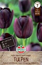 Sperli Einfache Späte Tulpe Königin der Nacht kései egyszerű virágú tulipán virághagyma