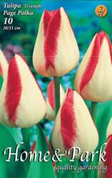 Tulipa Triumph Page Polka Triumph tulipán virághagymák 2