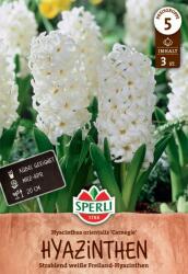 Sperli Carnegie jácint virághagyma