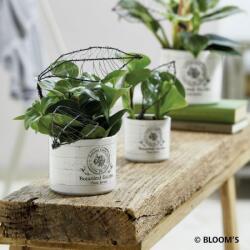 Soendgen Keramik Vintage Garden Botanical Garden 10