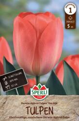 Sperli Darwin-Hybrid Tulpe Van Eijk darwin-hibrid tulipán virághagyma