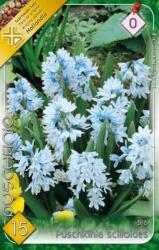  Puschkinia Scilloides Libanotica puskinvirág virághagymák 0