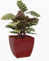 Artevasi Siena 14 cm műanyag növénytartó Dark Red