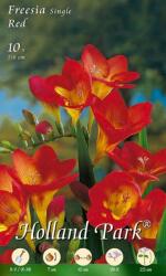 Freesia Single red frézia virághagymák 2