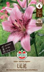 Sperli Congoleto Liliom virághagyma