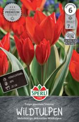 Sperli Premium Wildtulpe Unicum botanikai tulipán virághagyma