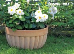 Terrecotte Italiane Ciotola Coste 35X18, 5 cm agyag növénytartó