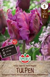 Sperli Premium Papagei-Tulpe Parrot Negrita papagájvirágú tulipán virághagyma