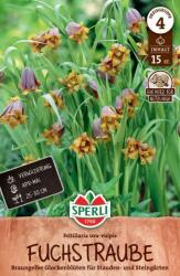 Sperli Fuchstraube asszír kockásliliom virághagyma