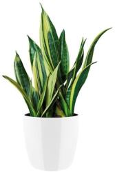 elho Brussels Diamond Round 25 White