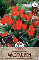 Sperli Wildtulpe Fuselier botanikai tulipán virághagyma