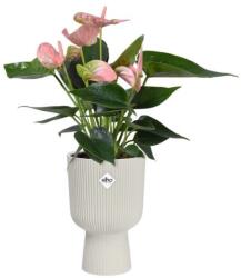 elho Vibes Fold Coupe 14 Silky White