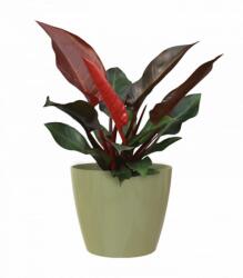 Artevasi San Remo 8 cm műanyag növénytartó Eucalyptus Green