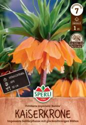 Sperli Aurora császárkorona virághagyma