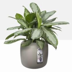 elho Pure Beads Small 40 Bal Beige