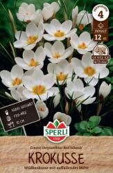 Sperli Wildkrokus Ard Schenk botanikai krókusz virághagyma