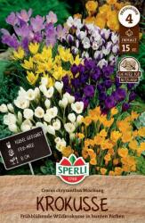Sperli Wildkrokus Botanische Mischung botanikai krókusz virághagyma