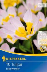 kiepenkerl Tulipa bakeri Lilac Wonder botanikai tulipán virághagymák