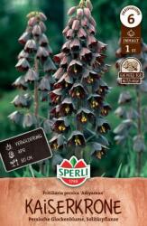 Sperli Persische Kaiserkrone Adiyaman asszír kockásliliom virághagyma