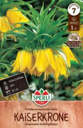 Sperli Kaiserkrone Lutea császárkorona virághagyma