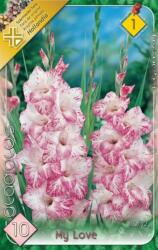  Gladiolus My Love kardvirág virághagymák 1