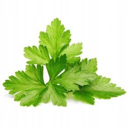 Click & Grow koriander palánta 3 db (4742793008417)