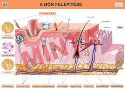 Comenius A bőr felépítése