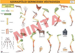 Comenius Szárazföldi gerincesek végtagváza