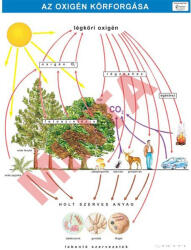 Comenius Az oxigén körforgása