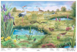 Stiefel A mocsár életközössége fémléces, fóliázott