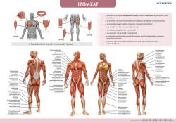 Stiefel Az emberi izomzat tabló