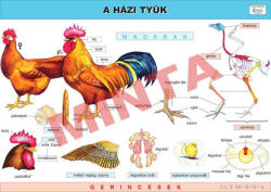 Comenius A házi tyúk