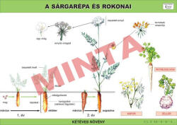 Comenius A sárgarépa és a petrezselyem