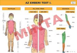 Comenius Az emberi test I