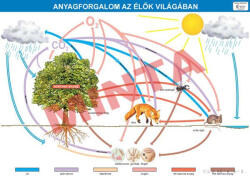 Comenius Anyagforgalom az élők világában